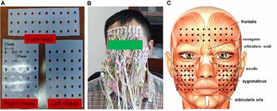 Frontiers Comparison of Facial Muscle Activation Patterns